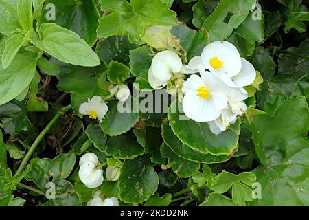 Grappe de fleurs de bégonia de cire blanche et jaune sertie sur un fond de feuilles vertes cireuses, feuillage vert. Banque D'Images