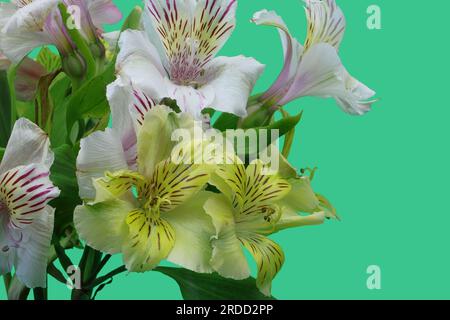 Un groupe de fleurs jaunes et blanches d'alstroemeria avec des feuilles vertes et serties sur un fond vert. Banque D'Images
