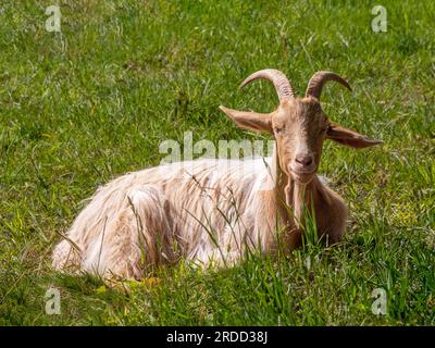 Chèvre de Guernesey britannique rare et en voie de disparition assis dans l'herbe par une journée ensoleillée. ROYAUME-UNI Banque D'Images