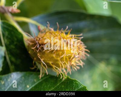 Gros plan de la coque robuste des noix de Fagus orientalis communément appelée hêtre oriental. Banque D'Images