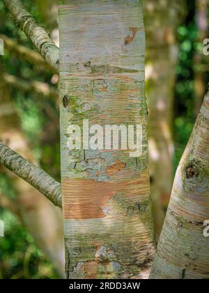 Bouleau d'Erman (Betula ermanii) avec son écorce de papier pelable. Banque D'Images