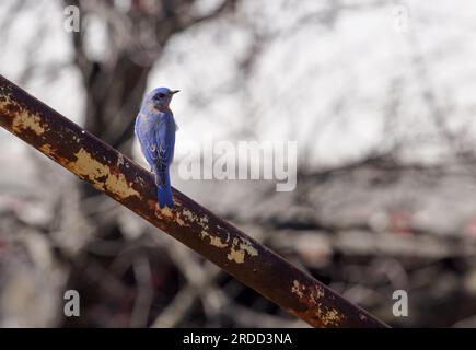 Oiseau bleu de l'est (Sialia sialis) - Comté de Hall, Géorgie. Un oiseau bleu mâle est assis sur un rail rouillé surveillant ses environs. Banque D'Images