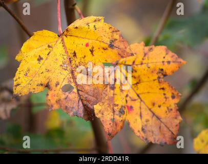 Érable rouge (Acer rubrum), côté route - Comté de Hall, Géorgie. Couleurs d'automne vives de l'érable rouge au milieu de l'automne. Banque D'Images