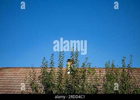 Toit avec arbre et ciel bleu Banque D'Images