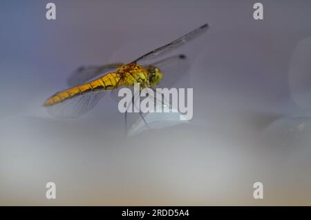 Une libellule de Darter commun (Sympetrum striolatum) reposant sur des feuilles ondulées, East Yorkshire, Angleterre Banque D'Images