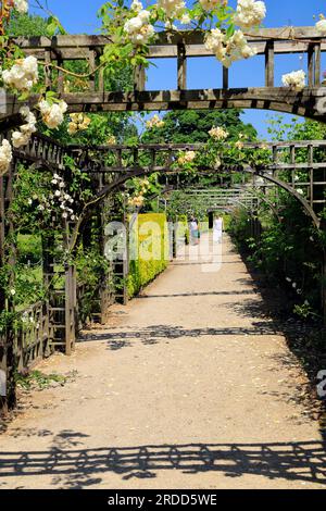 Rose Trellis, jardins, St Fagans National Museum of History/Amgueddfa Werin Cymru, Cardiff, Galles du Sud, Royaume-Uni. Banque D'Images