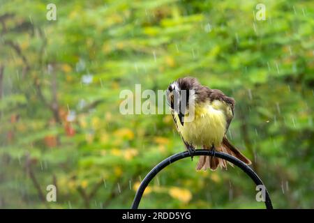 Grand Kiskadee, Pitangus sulfuratus, se baignant dans une douche à effet pluie perchée sur un support métallique. Banque D'Images