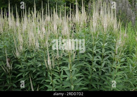 Gros plan de l'épi floral du jardin floral herbacé vivace veronicastrum virginicum F. roseum rose lueur. Banque D'Images