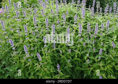 Gros plan de la plante de jardin en fleurs salvia leucantha minuit ou sauge de brousse mexicaine. Banque D'Images