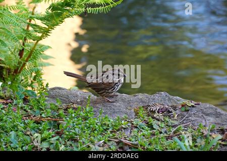 Song Sparrow, Singammer, Bruant chanteur, Melospiza melodia, énekes verébsármány, San Francisco, Californie, États-Unis, Amérique du Nord Banque D'Images