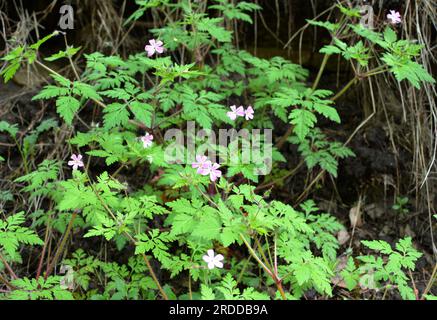 Le géranium (Geranium robertianum) pousse dans la nature Banque D'Images