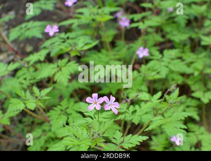 Le géranium (Geranium robertianum) pousse dans la nature Banque D'Images