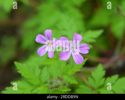 Le géranium (Geranium robertianum) pousse dans la nature Banque D'Images