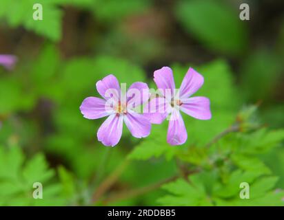 Le géranium (Geranium robertianum) pousse dans la nature Banque D'Images