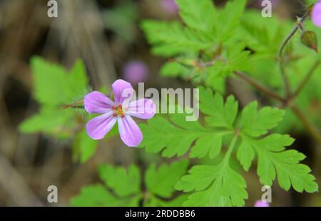 Le géranium (Geranium robertianum) pousse dans la nature Banque D'Images