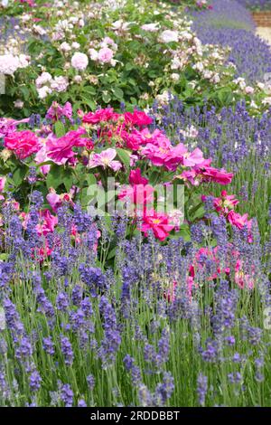 Jolie combinaison de plantation d'été de lavande et de roses dans le jardin britannique juin Banque D'Images