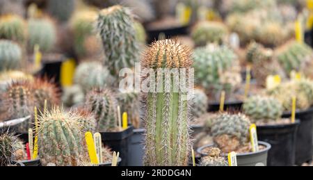 Beaucoup de cactus de différentes espèces et variétés dans le magasin Banque D'Images