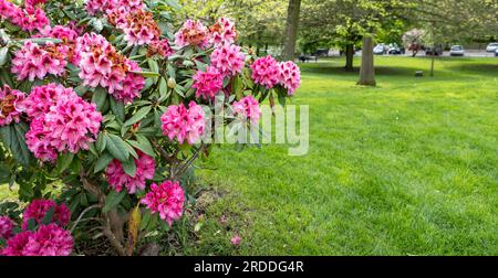 Un grand buisson qui fleurit dans le Rhododendron Botanical garden. De nombreuses fleurs rose Rhododendron, belle arrière-plan. Banque D'Images