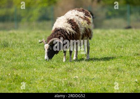 Les moutons Jacob se nourrissent d'herbe dans leur enclos Banque D'Images