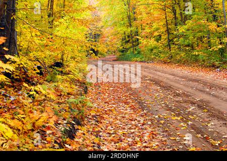 Les feuilles d'automne sont éparpillées sur une allée déserte dans la péninsule supérieure, Michigan. « Tunnel Road » tourne et tourne à travers la forêt de feuillus au-dessus de Ho Banque D'Images