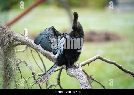 Un grand oiseau anhinga reposant sur une branche d'arbre dans les terres humides de Floride Banque D'Images