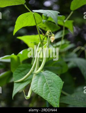 Haricots verts dans le jardin - mûr mûr Phaseolus vulgaris string - haricot vert de brousse - jardinage végétal biologique Banque D'Images