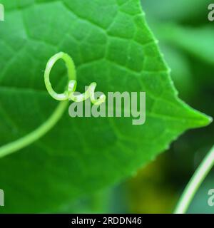 Feuille de concombre tendrille et vigne - Cucumis sativus gros plan dans le jardin - gros plan d'une vigne rampante - jardinage végétarien et végétalien Banque D'Images