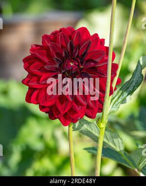 'Arabian Night' formel Dahlia décoratif, Dekoratifdahlia (Dahlia x hortensis) Banque D'Images