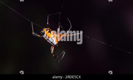 Gros plan de Leucauge Fastigata Spider, tisserand orbe à mâchoires longues sur une toile d'araignée dans la nature, photo d'araignée orange, mise au point sélective. Banque D'Images