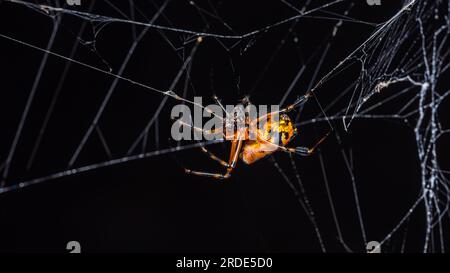 Gros plan de Leucauge Fastigata Spider, tisserand orbe à mâchoires longues sur une toile d'araignée dans la nature, photo d'araignée orange, mise au point sélective. Banque D'Images