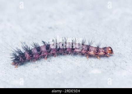 chenille noire poilue à neuf taches de papillon se déplaçant sur le sol. Banque D'Images