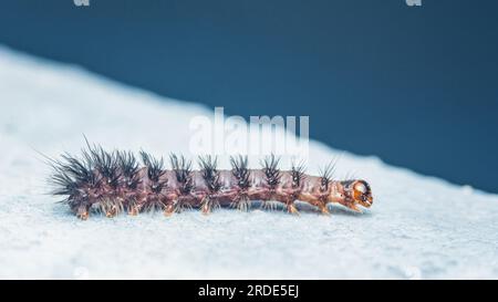 chenille noire poilue à neuf taches de papillon se déplaçant sur le sol. Banque D'Images