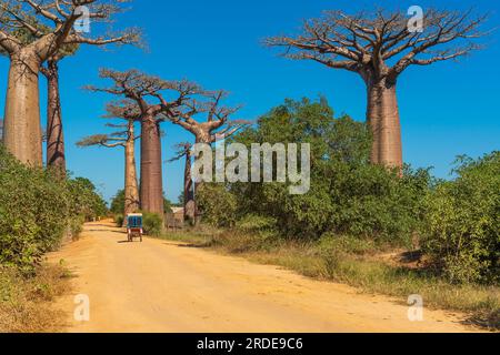 Vue arrière d'un rickshaw à vélo à l'avenue avec la Baobab Trees allee près de Morondava à Madagascar Banque D'Images