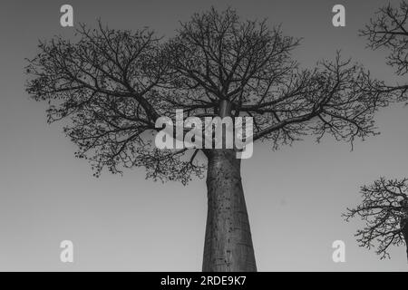 Baobab unique sur la légendaire avenue des arbres Baobab à Morondava. Madagascar. Emblématique baobab géant endémique de Madagascar, noir blanc Banque D'Images