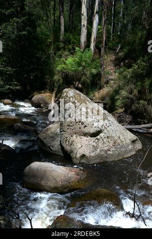 La rivière Toorongo est une rivière sauvage de montagne qui traverse les forêts et traverse des cascades, près de Noojee dans le Gippsland, Victoria, Australie. Banque D'Images