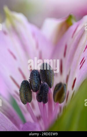 L'alstroemeria flower Banque D'Images