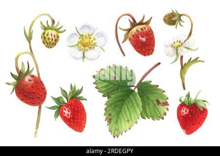 Ensemble d'aquarelle d'illustration avec des baies sucrées de la forêt. Baies, feuilles et fleurs. Parfait pour les cartes de vœux, couvertures, impressions, menus, motifs Banque D'Images