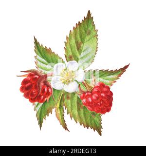 Illustration aquarelle avec des framboises de forêt. Baies, feuilles et fleurs. Parfait pour les cartes de vœux, couvertures, impressions, menus, scrapbooking Banque D'Images