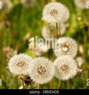 Pissenlits en gros plan, surgonflés, fanés. Boules blanches dans de beaux motifs. Banque D'Images