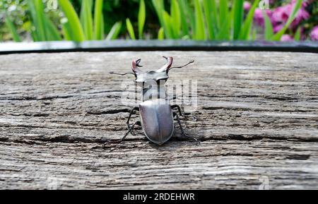 Coléoptère mâle avec des mâchoires longues et pointues dans la forêt sauvage assis sur le tronc d'un chêne, le coléoptère se compose de gros cornes, de belles jambes fortes, Banque D'Images