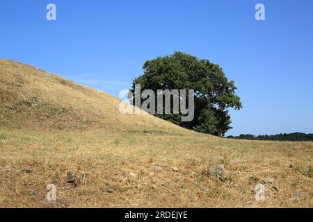 Vue de Cairn sur l'Ile de Gavrinis, Golfe du Morbihan, Morbihan, Bretagne, France Banque D'Images