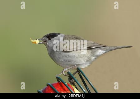 Blackcap (Sylvia atricapilla), mâle, mangeant d'une pomme à une mangeoire dans le jardin, Rhénanie du Nord-Westphalie, Allemagne Banque D'Images