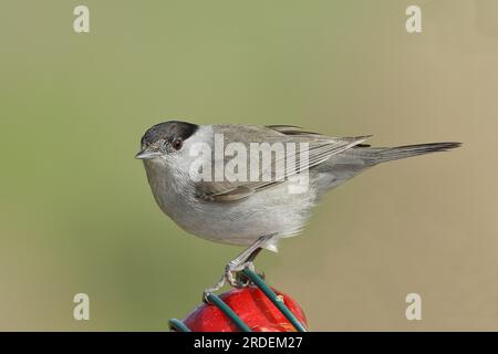 Blackcap (Sylvia atricapilla), mâle, mangeant d'une pomme à une mangeoire dans le jardin, Rhénanie du Nord-Westphalie, Allemagne Banque D'Images