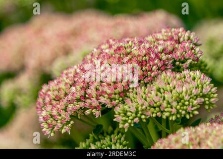 Croûte de pierre visible (Hylotelephium spectabile), Rhénanie du Nord-Westphalie, Allemagne Banque D'Images