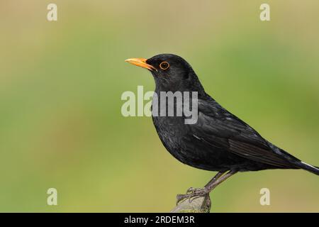 Blackbird (Turdus merula) mâle, assis sur une pierre, vue latérale, Rhénanie du Nord-Westphalie, Allemagne Banque D'Images