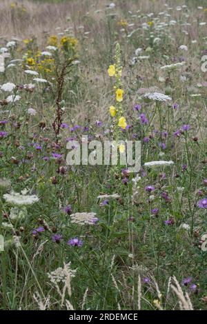 Prairie de fleurs sauvages avec molène à petites fleurs (Verbascum thapsus), Emsland, Basse-Saxe, Allemagne Banque D'Images