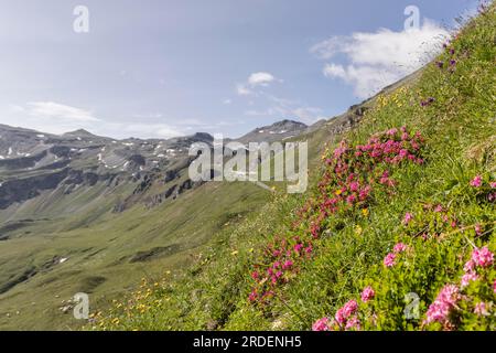 alpenrose poilu (Rhododendron hirsutum), buisson alpin, rhizome alpin, fleur de pierre Banque D'Images