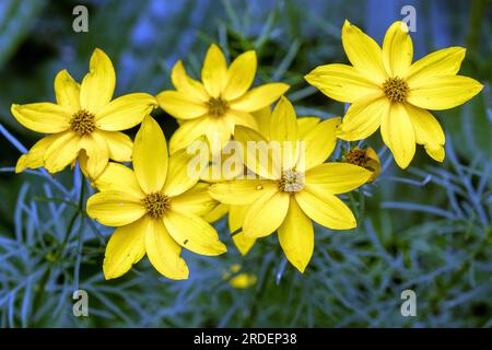 Pseudo oeil de fille tordu (Coreopsis verticillata), fleur, Baden-Wuerttemberg, Allemagne Banque D'Images