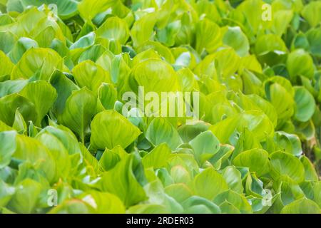 Calla palustris, vue de dessus. Feuilles de Calla ou d'arum de tourbière, calla de marais. Beau groupe de callas de marais croissant dans le marais dans l'habitat naturel Banque D'Images