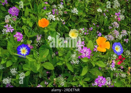 Prairie d'été avec pavot californica (Eschscholzia californica), corydalis (Iberis umbellata) et lièvre tricolore (Convolvulus tricolor), Allgaeu Banque D'Images